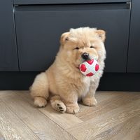 otisthechowchow