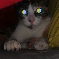 cat_britishshorthair