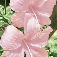 original sound - hibiscys