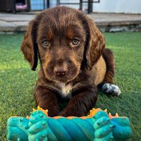 laceysprocker