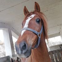 peppe.dorgali