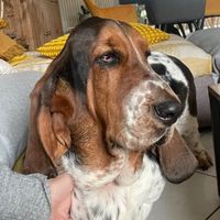 stellabassethound68