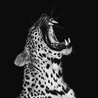 original sound - islaeditsthings