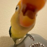 smackywackyrat