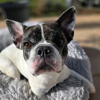 .frenchie.mia