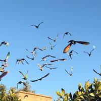 _lacoloombiicullturaaa_