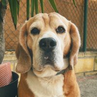 nolanthebeagle