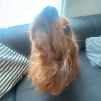 viggo010220