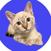 yoda.the_cat