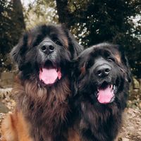 kobi_the_leonberger