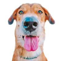 πρωτότυπος ήχος