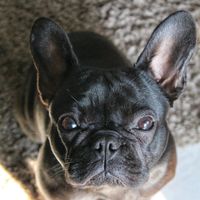 mayathefrenchie07