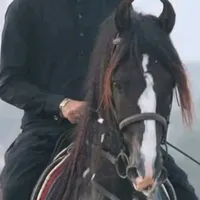 original sound - horsemanship786