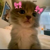 art deco vocals only