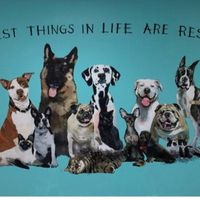 animalrescueofficial0