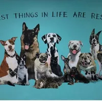 original sound - animalrescueofficial0