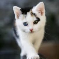 yellowcat333