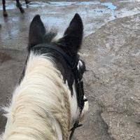 noeline_x_sync