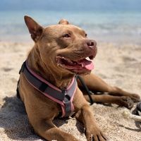 zoethegentlepit