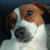 Powieksz swojego piekielnika