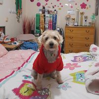 molly.the.boaderp
