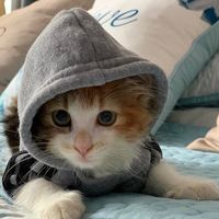 sweetpimpi