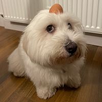 lilgyoza