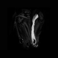.crazy_equestrian