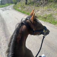 This sound is for horses only