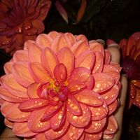 shae_blossom_beauty07