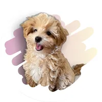 original sound - lunamaltipoo1