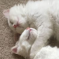 whiteecoat