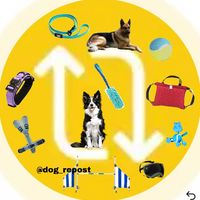 dog_repost