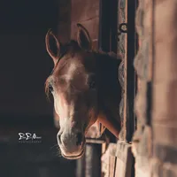 original sound - emmessawanphotography