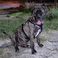 ladycanecorso