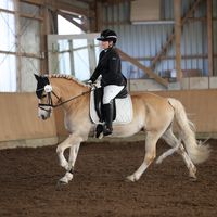 felina_equestrian
