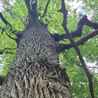 original sound - infonaturaa