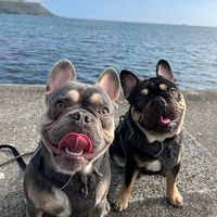 frenchie.brothers