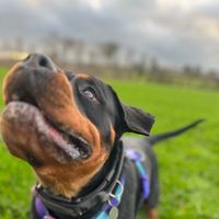 rottweilerlily