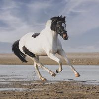 alanamorenopostma