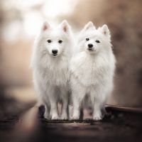 nhạc nền - Pure animal