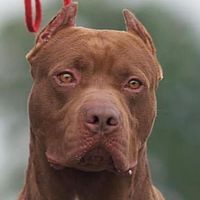 pitbull_apbt_lovers