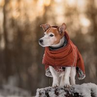 jackrussell_shila