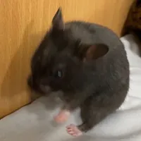 original sound - br0okkoli