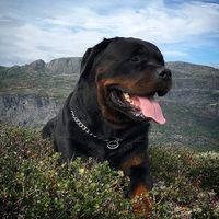 rottweilerchop1