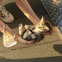 original sound - bihemus