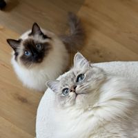 ivi__nala