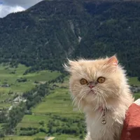 original sound - cuties.cats_