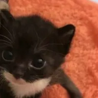 original sound - agurke_