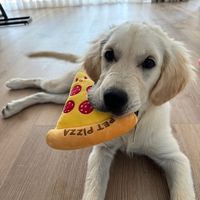daisy_the_retrievers